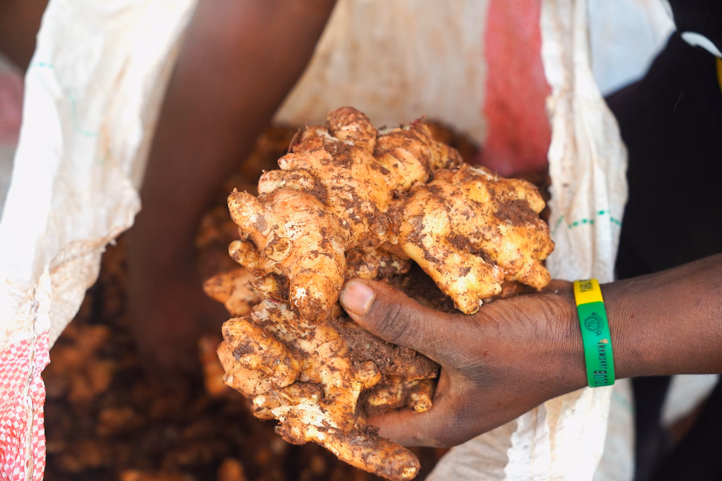 The Root Co. ginger at source in Tanzania